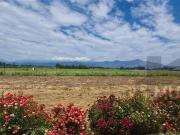 Casa en Venta en Lonquen Sur Carampangue. Granja...