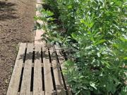 Casa en venta en Lucena, Poleares. Casa de campo en zona...