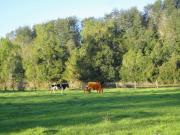 Casa en venta en MAFIL