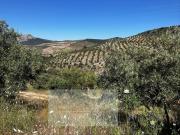 Casa en venta en Serrato. Finca de olivar con vivienda...