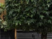 Casa en venta en San Jose Insurgentes, Benito Juárez,...