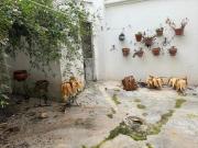 Casa en venta en Torredonjimeno. Casa en venta en...