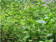 Casa en venta en Vistahermosa 32002