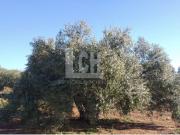 Casa en venta Los Palacios y Villafranca