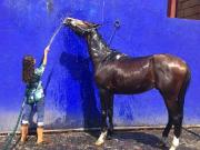 Casa en Yautepec con caballerizas