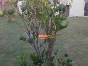 Casa Giardino D Itália