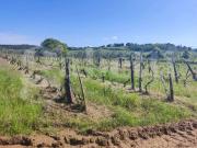 Casa indipendente con giardino a Massa Marittima