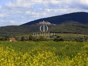 Casa indipendente con giardino in strada origlio, Capalbio