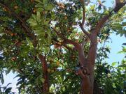 Casa indipendente in vendita a Genova GE