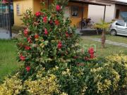 Casa indipendente in vendita a Massa via degli Unni,...