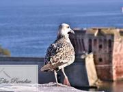 Appartamento in vendita a Portoferraio LI