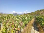 Casa indipendente in vendita a San Biagio della Cima IM