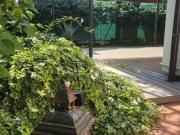 Casa indipendente in vendita a Selvazzano Dentro via...