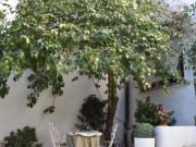 Casa indipendente in vendita a Viareggio