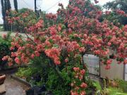 Casa Jardim ChapadÃ£o Campinas