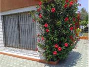 Casa Macul Andrea Arcaya Propiedades