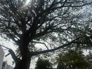 Casa nueva en venta jardines de Virginia 3 recamaras 3...