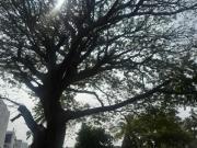 Casa nueva en venta jardines de Virginia 3 recamaras 3...