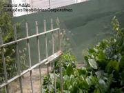 Casa para alugar em Campinas, Jardim Conceição, com 3...