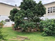 Casa para venda e aluguel em Altos De Jordanésia...