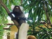 Casa para venda ou aluguel Ã beira do Rio Capibaribe com...