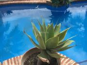 Casa pareada en venta en Estepona, Centro. Villa pareada...