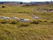 Casa rural en venta, El Puente del Arzobispo, Toledo Casa rural en venta, El Puente del Arzobispo, Toledo