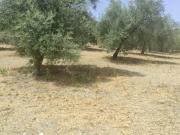 Casa rústica / Caserío en Venta en Jaén