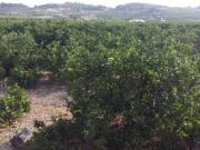 Casa rústica / Caserío en Venta en Montroi Montroy