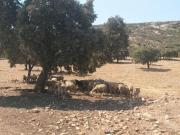 Casa rústica / Caserío en Venta en Puertollano