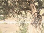 Terreno en Venta en Rincón de la Victoria