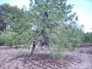 Casa rústica / Caserío en Venta en Sant Carles de la Ràpita