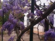 Casa rústica, Denia