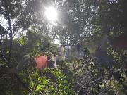 Casa rústica, Hermigua