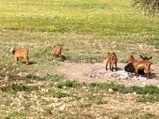 Casa rústica, Manacor