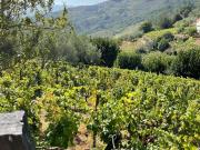 Casa rústica, Medrões