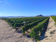 Casa rústica, Monforte del Cid