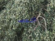 Casa rústica, Posadas