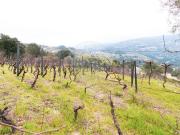Casa rústica, Santa Cruz do Douro e São Tomé de Covelas