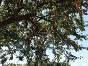 Casa rústica, Santo Tirso Couto Burgães