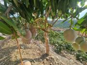 Casa rústica Venta Vélez Málaga, Área de Triana...