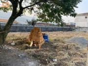 Casa / Sobrado Comercial para Locação em Praia Grande/SP...