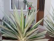 Casa / Sobrado em Condomínio para Venda em Goiânia/GO...