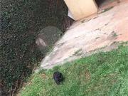 Casa / Sobrado em Condomínio para Venda em São Paulo/SP...