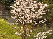 Casa / Sobrado em Condomínio para Venda em Valinhos/SP...