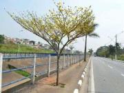 Casa / Sobrado para Locação em Arujá/SP Portão