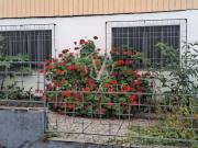 Casa / Sobrado para Locação em Caxias do Sul/RS Rio...