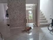 Casa / Sobrado para Locação em São Paulo/SP Parque Savoy...