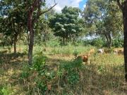 Terreno / Lote para Venda em Aparecida de Goiânia/GO...