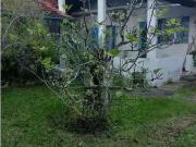 Casa / Sobrado para Venda em Caraguatatuba/SP Jardim...